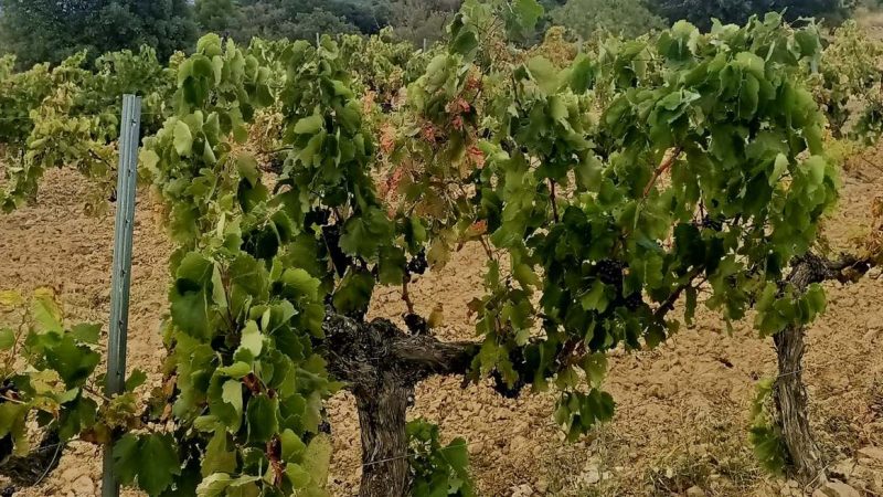 Las bodegas españolas defienden en Bruselas el papel del vino en el futuro de la UE